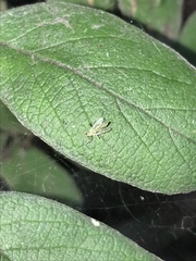 Panaphidina