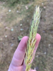 Elymus curvatus
