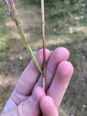 Elymus curvatus