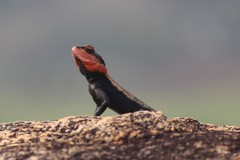 South Indian Rock Agama photo 5