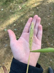 Elymus curvatus