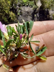 Oxalis pusilla
