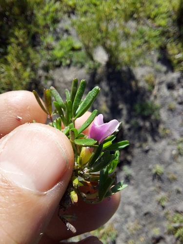 Image of Oxalis pusilla by (c) Jacques van der Merwe, some rights reserved (CC BY-SA)