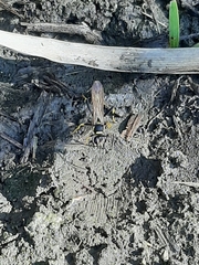 Sceliphron caementarium