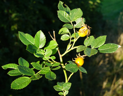 Rosa subcollina