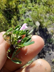 Oxalis pusilla
