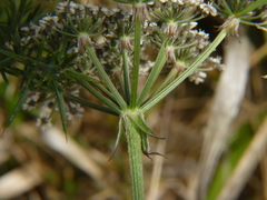 Silphiodaucus prutenicus