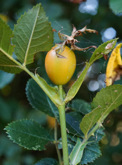 Rosa subcollina