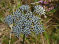 Silphiodaucus prutenicus