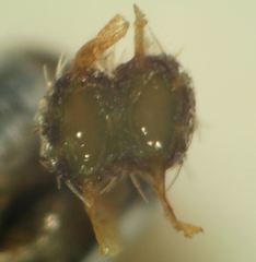 Silphiodaucus prutenicus