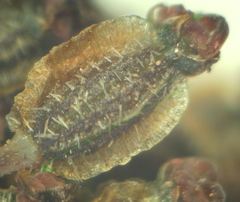 Silphiodaucus prutenicus