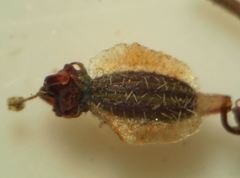 Silphiodaucus prutenicus