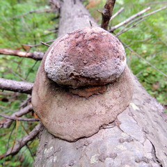 Fomitiporia hartigii