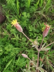 Brickellia paniculata