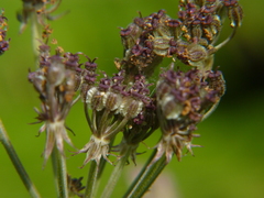 Silphiodaucus prutenicus