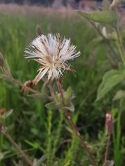 Brickellia paniculata