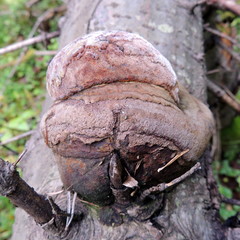 Fomitiporia hartigii