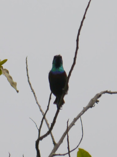 Orange-tufted Sunbird (Cinnyris bouvieri), photo 2