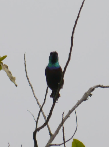 Orange-tufted Sunbird (Cinnyris bouvieri), photo 2
