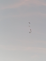 Nycticorax nycticorax