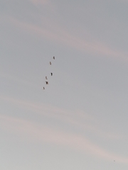 Nycticorax nycticorax