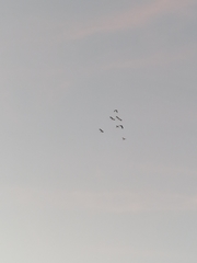 Nycticorax nycticorax