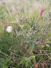 Brickellia paniculata