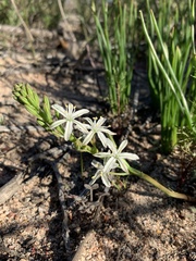 Trachyandra chlamydophylla
