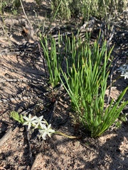 Trachyandra chlamydophylla