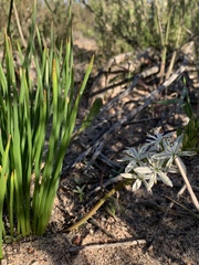 Trachyandra chlamydophylla