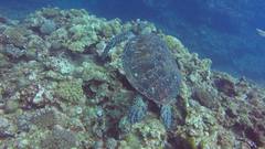Chelonia mydas