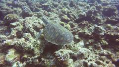 Chelonia mydas