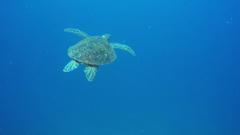 Chelonia mydas