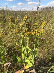 Solidago rigida humilis