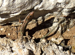 Podarcis muralis