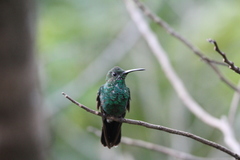 Chalybura buffonii