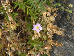 Spergularia rupicola