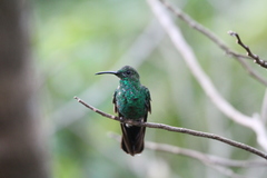 Chalybura buffonii