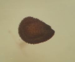 Spergularia rupicola