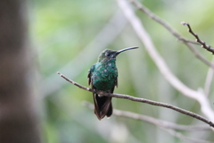 Chalybura buffonii