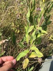 Solidago rigida humilis