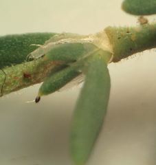 Spergularia rupicola