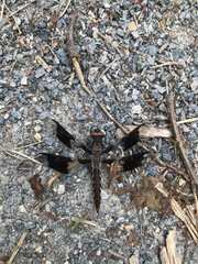 Plathemis lydia