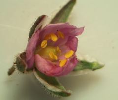 Spergularia rupicola