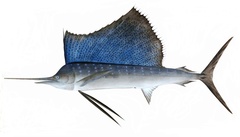 Indo-Pacific Sailfish photo 5