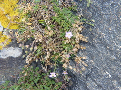 Spergularia rupicola