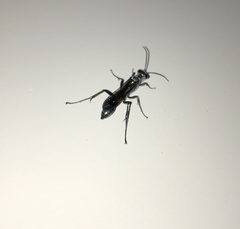 Chalybion zimmermanni