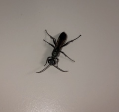 Chalybion zimmermanni