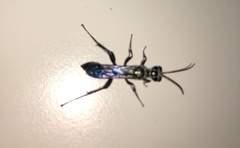 Chalybion zimmermanni