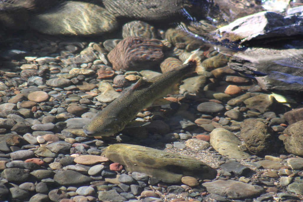 Columbia River Redband Trout from Union County, OR, USA on August 22 ...